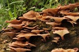 Panus lecomtei image