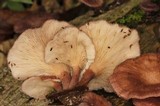 Panus lecomtei image