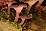 Panus lecomtei image
