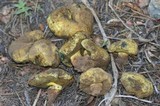 Gastroboletus turbinatus image