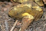 Gastroboletus turbinatus image