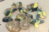 Gastroboletus turbinatus image