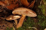 Tylopilus ferrugineus image