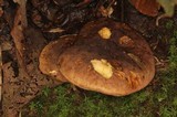 Tylopilus ferrugineus image