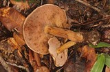 Tylopilus ferrugineus image