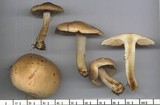 Hebeloma crustuliniforme image