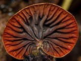 Anthracophyllum lateritium image