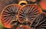Anthracophyllum lateritium image