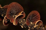 Anthracophyllum lateritium image