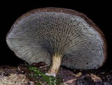 Phylloporopsis boletinoides image