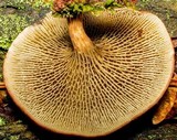 Phylloporopsis boletinoides image