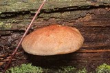 Phylloporopsis boletinoides image