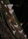 Podoscypha petalodes ssp. floriformis image