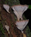 Podoscypha petalodes image