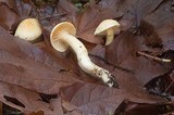 Cuphophyllus pratensis image
