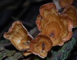 Podoscypha petalodes ssp. floriformis image