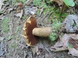 Boletus vermiculosus image