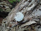 Pluteus petasatus image
