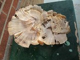 Meripilus sumstinei image