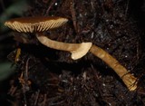Descolea gunnii image