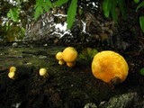 Gymnopilus luteus image