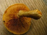 Gymnopilus luteus image