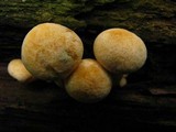 Gymnopilus luteus image