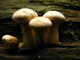 Gymnopilus luteus image