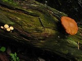 Gymnopilus luteus image