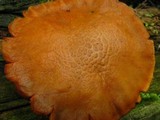 Gymnopilus luteus image