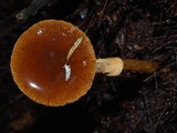 Descolea gunnii image