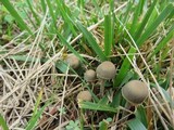 Panaeolus bisporus image
