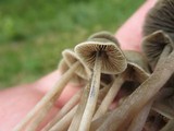 Panaeolus bisporus image