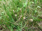 Panaeolus bisporus image
