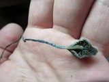 Panaeolus bisporus image