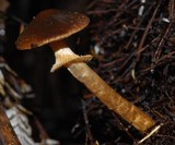 Descolea gunnii image