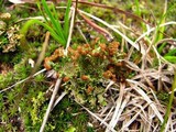 Cladonia sobolescens image