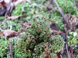 Cladonia sobolescens image