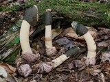 Phallus ravenelii image