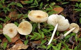 Marasmius nigrodiscus image