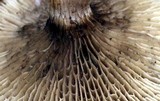Phylloporopsis boletinoides image