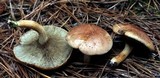 Phylloporopsis boletinoides image