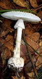 Amanita abrupta image