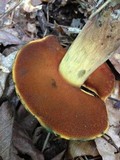 Boletus vermiculosoides image