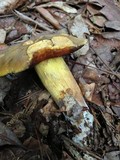 Boletus vermiculosoides image