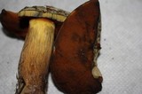 Boletus vermiculosoides image