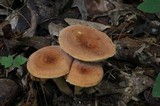 Lactarius volemus image