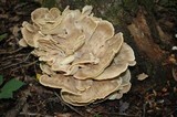 Meripilus sumstinei image