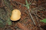 Suillus hirtellus image