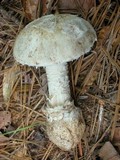 Amanita cylindrispora image